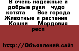 В очень надежные и добрые руки - чудо - котята!!! - Все города Животные и растения » Кошки   . Мордовия респ.